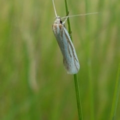Philobota agnesella (A concealer moth) at Mitchell, ACT - 4 Nov 2020 by trevorpreston