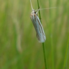 Philobota agnesella (A concealer moth) at Mitchell, ACT - 4 Nov 2020 by tpreston