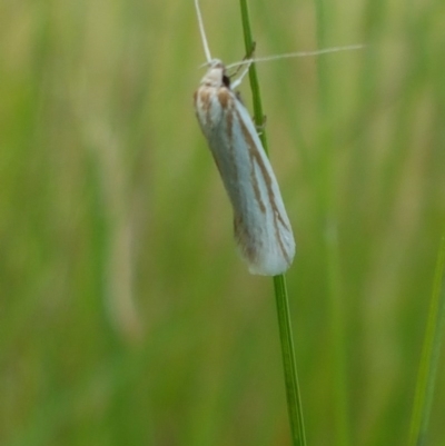 Philobota agnesella (A concealer moth) at Mitchell, ACT - 4 Nov 2020 by tpreston