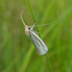 Philobota agnesella at Mitchell, ACT - 4 Nov 2020