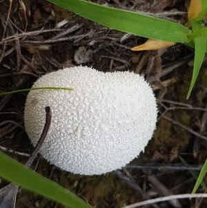 zz puffball at Mitchell, ACT - 4 Nov 2020