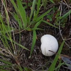 zz puffball at Mitchell, ACT - 4 Nov 2020 04:15 PM