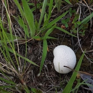 zz puffball at Mitchell, ACT - 4 Nov 2020 04:15 PM