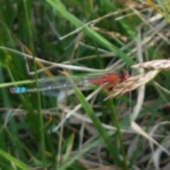 Xanthagrion erythroneurum (Red & Blue Damsel) at Mitchell, ACT - 4 Nov 2020 by trevorpreston