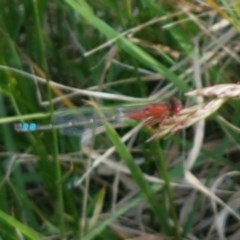 Xanthagrion erythroneurum (Red & Blue Damsel) at Mitchell, ACT - 4 Nov 2020 by tpreston