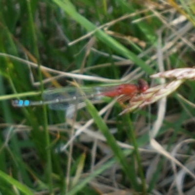 Xanthagrion erythroneurum (Red & Blue Damsel) at Mitchell, ACT - 4 Nov 2020 by trevorpreston