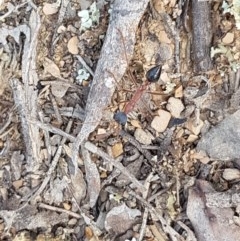 Myrmecia nigriceps (Black-headed bull ant) at Crace Grasslands - 4 Nov 2020 by tpreston