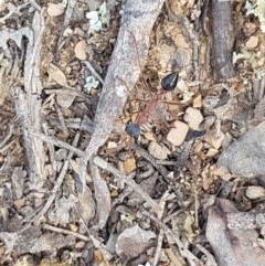 Myrmecia nigriceps (Black-headed bull ant) at Mitchell, ACT - 4 Nov 2020 by trevorpreston