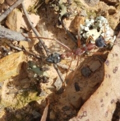 Myrmecia nigriceps at Mitchell, ACT - 4 Nov 2020