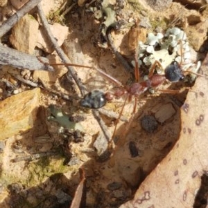 Myrmecia nigriceps at Mitchell, ACT - 4 Nov 2020