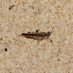 Pycnostictus seriatus (Common Bandwing) at Bournda Environment Education Centre - 11 Oct 2020 by RossMannell