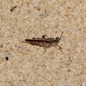 Pycnostictus seriatus at Bournda, NSW - 11 Oct 2020