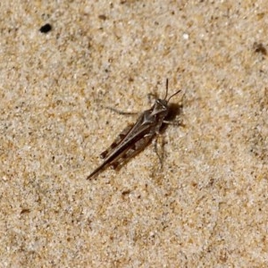 Pycnostictus seriatus at Bournda, NSW - 11 Oct 2020 12:11 PM