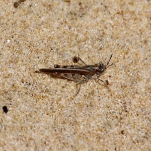 Pycnostictus seriatus at Bournda, NSW - 11 Oct 2020