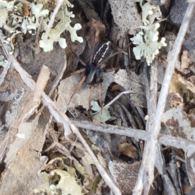 Zodariidae (family) (Unidentified Ant spider or Spotted ground spider) at Crace Grasslands - 4 Nov 2020 by tpreston