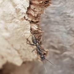 Camponotus nigroaeneus (Sugar ant) at Mitchell, ACT - 4 Nov 2020 by tpreston