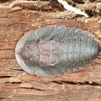 Laxta sp. (genus) (Bark cockroach) at Crace Grasslands - 4 Nov 2020 by trevorpreston