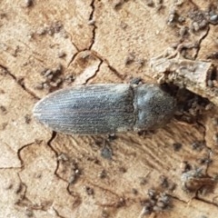 Agrypnus sp. (genus) (Rough click beetle) at Crace Grasslands - 4 Nov 2020 by tpreston