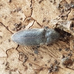 Agrypnus sp. (genus) (Rough click beetle) at Mitchell, ACT - 4 Nov 2020 by trevorpreston