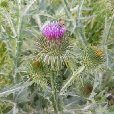 Onopordum acanthium (Scotch Thistle) at Mitchell, ACT - 4 Nov 2020 by trevorpreston