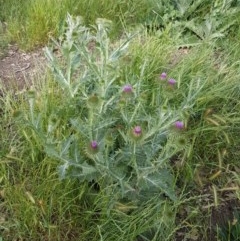 Onopordum acanthium at Mitchell, ACT - 4 Nov 2020