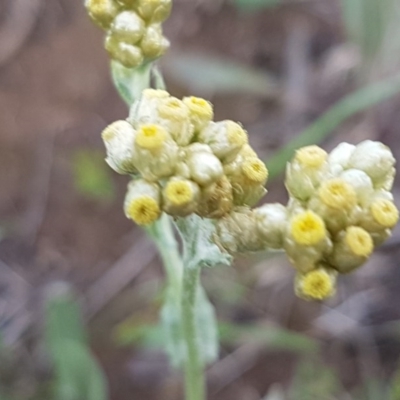 Pseudognaphalium luteoalbum (Jersey Cudweed) at Mitchell, ACT - 4 Nov 2020 by trevorpreston