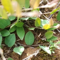 Bossiaea prostrata (Creeping Bossiaea) at Mitchell, ACT - 4 Nov 2020 by trevorpreston