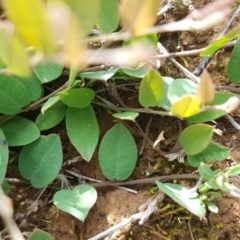 Bossiaea prostrata (Creeping Bossiaea) at Crace Grasslands - 4 Nov 2020 by tpreston