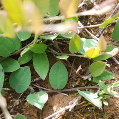 Bossiaea prostrata (Creeping Bossiaea) at Crace Grasslands - 4 Nov 2020 by tpreston