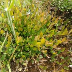 Bossiaea prostrata at Mitchell, ACT - 4 Nov 2020 04:11 PM