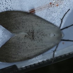 Gastrophora henricaria (Fallen-bark Looper, Beautiful Leaf Moth) at Black Mountain - 2 Nov 2020 by jb2602