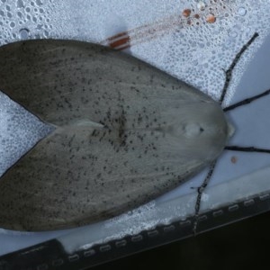 Gastrophora henricaria at Acton, ACT - 3 Nov 2020