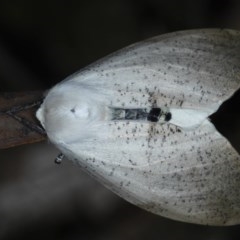 Gastrophora henricaria at Acton, ACT - 3 Nov 2020