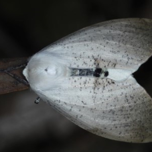 Gastrophora henricaria at Acton, ACT - 3 Nov 2020