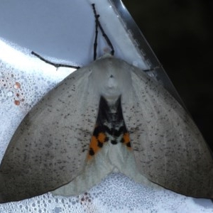 Gastrophora henricaria at Acton, ACT - 3 Nov 2020