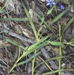 Stypandra glauca (Nodding Blue Lily) at Black Mountain - 3 Nov 2020 by jb2602