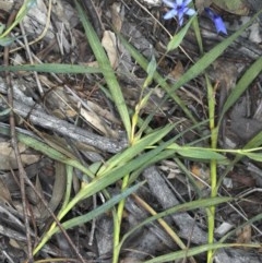 Stypandra glauca (Nodding Blue Lily) at Downer, ACT - 3 Nov 2020 by jb2602