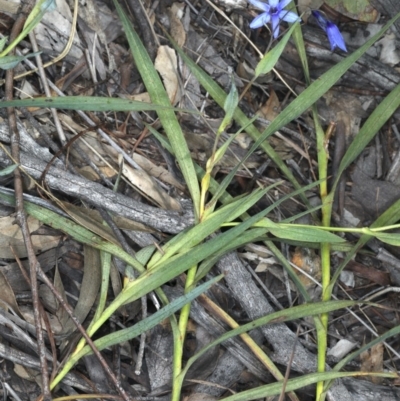 Stypandra glauca (Nodding Blue Lily) at Downer, ACT - 3 Nov 2020 by jb2602