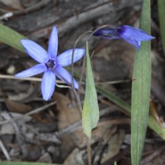 Stypandra glauca at Downer, ACT - 3 Nov 2020