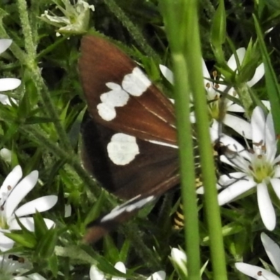 Nyctemera amicus (Senecio Moth, Magpie Moth, Cineraria Moth) at Namadgi National Park - 4 Nov 2020 by JohnBundock