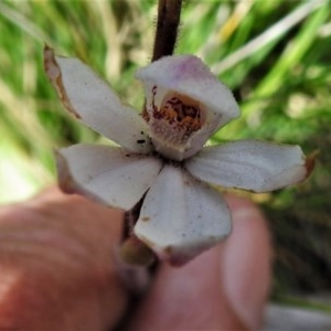 Caladenia alpina at Booth, ACT - suppressed