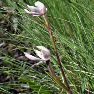 Caladenia alpina at Booth, ACT - suppressed