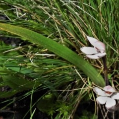 Caladenia alpina at Booth, ACT - suppressed