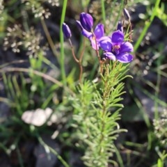 Cheiranthera linearis (Finger Flower) at Gundaroo, NSW - 3 Nov 2020 by Gunyijan