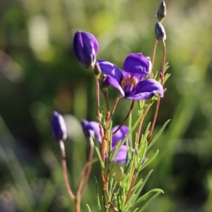 Cheiranthera linearis at Gundaroo, NSW - 3 Nov 2020