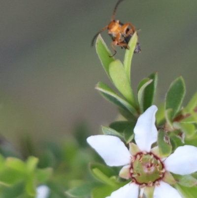 Heteromastix sp. (genus) (Soldier beetle) at Gundaroo, NSW - 3 Nov 2020 by Gunyijan