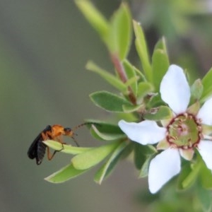 Heteromastix sp. (genus) at Gundaroo, NSW - 3 Nov 2020