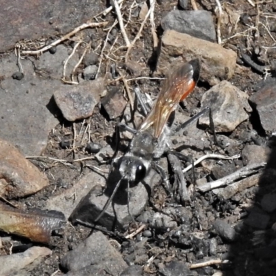 Podalonia tydei (Caterpillar-hunter wasp) at Booth, ACT - 4 Nov 2020 by JohnBundock