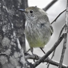 Acanthiza pusilla (Brown Thornbill) at Booth, ACT - 4 Nov 2020 by JohnBundock