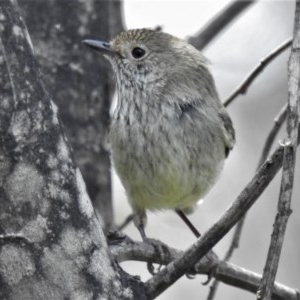 Acanthiza pusilla at Booth, ACT - 4 Nov 2020 12:38 PM